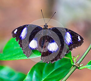 Beautiful  black and white, butterfly