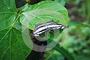 A beautiful black and white butterfly or as known as common glider or Neptis Sappho