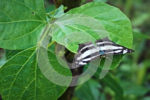 A beautiful black and white butterfly or as known as common glider or Neptis Sappho