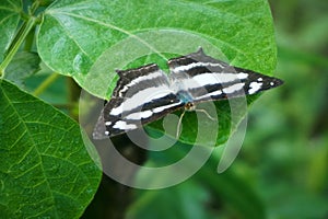 A beautiful black and white butterfly or as known as common glider or Neptis Sappho