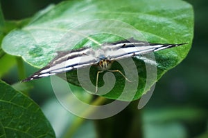 A beautiful black and white butterfly or as known as common glider or Neptis Sappho