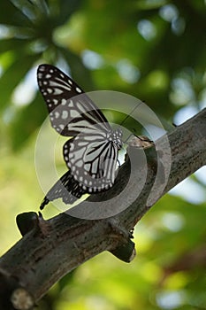 A beautiful black and white butterfly. photo