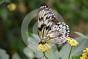 A beautiful black and white butterfly on yellow flower