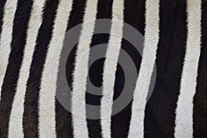 Beautiful black and white camouflage of zebra skin in straight row with fine and clear livery, animal natural stripe