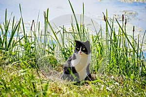 A beautiful black and white cat in green grass playing around the house