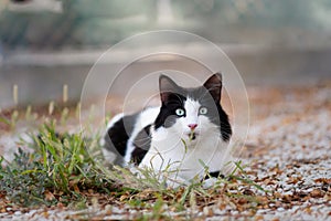 Beautiful black and white cat loking at the camera outdoor