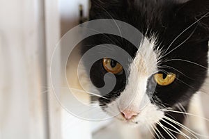 Beautiful black and white cat looking with large and round eyes