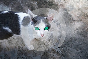 Beautiful black and white cat looks into camera with green eyes