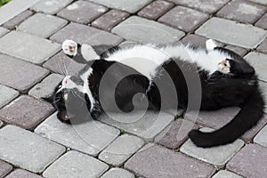 A beautiful black and white cat is lying on the road bully