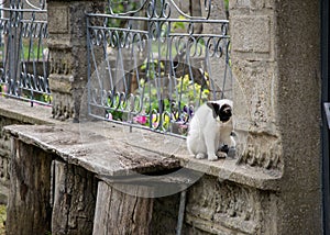 Beautiful black and white cat playing at the fence of the house, beautiful eyes, playful cat, bench