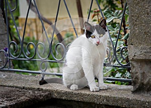 Beautiful black and white cat playing at the fence of the house, beautiful eyes, playful cat, bench