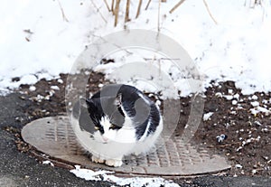 Beautiful black and white cat sitting on the hatch