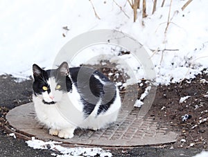 Beautiful black and white cat sitting on the hatch