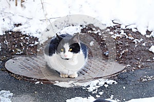 Beautiful black and white cat sitting on the hatch