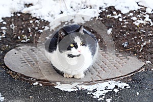 Beautiful black and white cat sitting on the hatch