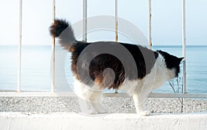 Beautiful black and white cat on white promenade stands and looks at the sea. Fluffy cat sailor