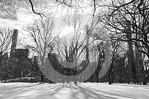 Beautiful Black and White Central Park Winter Landscape with Snow and the Midtown Manhattan Skyline in New York City