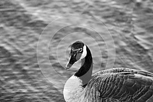 Beautiful black and white close-up of a Canada goose