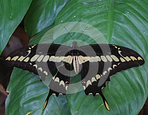 Beautiful black and white colored butterfly with orange