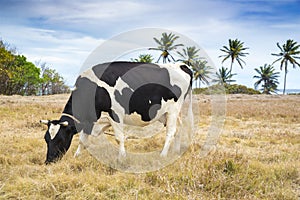 Beautiful black and white cow grazing in pasture in tropical environment