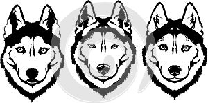 Beautiful black white dog head muzzle breed husky or wolf