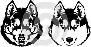 Beautiful black white dog head muzzle breed husky or wolf