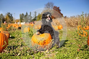 A beautiful black and white fluffy dog smiles in a pumpkin patch