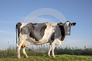Beautiful black and white friesian Holstein cow with full udder, standing in the pasture under a blue sky, fully in view, and a