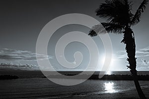 Beautiful black and white image of palm tree on a beach.
