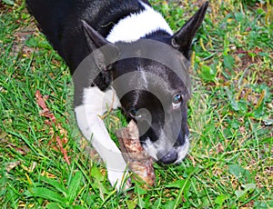 A beautiful Black and white Jack Russell Terrier Dog is gnawing a bone