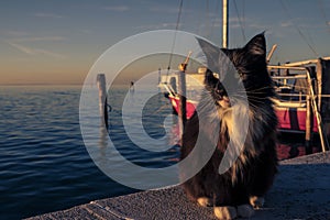 Beautiful black and white kitten with sunlit eyes, Pellestrina island, Venetian lagoon, Italy