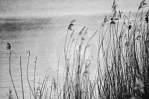 Beautiful black and white landscape image of reeds in Winter lake