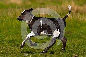 Beautiful black and white little calf of cow galopp