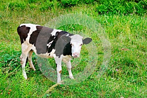 Beautiful black and white little calf in green grass.