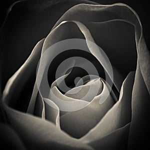 Beautiful black and white photo of a rose in close up