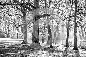 Beautiful black and white picture of trees with sparse haze