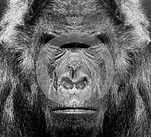 A beautiful black and white portrait of a monkey at close range that looks at the camera. Gorilla