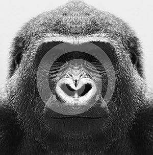 A beautiful black and white portrait of a monkey at close range that looks at the camera. Gorilla.