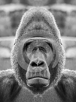 A beautiful black and white portrait of a monkey at close range that looks at the camera. Gorilla