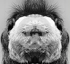 A beautiful black and white portrait of a monkey at close range that looks at the camera. Saki.