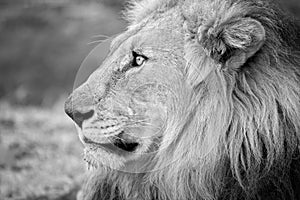 A beautiful black and white profile portrait of a male lion face