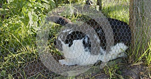 Beautiful black and white rabbit sits locked behind a fence