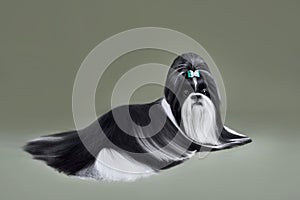 Beautiful black and white Shih Tzu dog