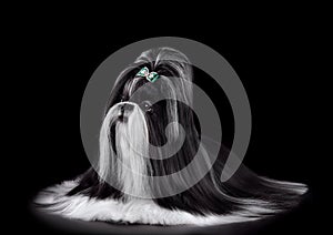 Beautiful black and white Shih Tzu dog