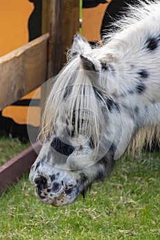 beautiful black and white spotted horse