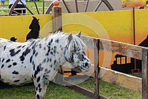 beautiful black and white spotted horse