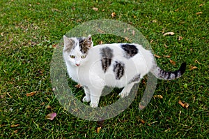 Bellissimo bianco e nero passeggiata gatto 