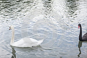 Beautiful black and white swans swimming in a lake