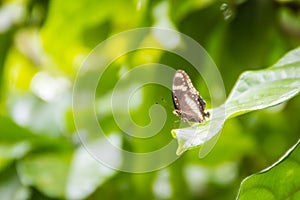 Beautiful black and white wings butterfly on green leaf with natural green unfocused background. Black and white butterfly perched