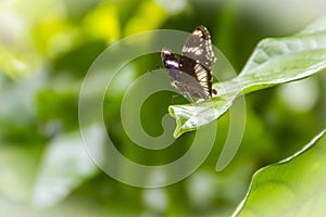 Beautiful black and white wings butterfly on green leaf with natural green unfocused background. Black and white butterfly perched